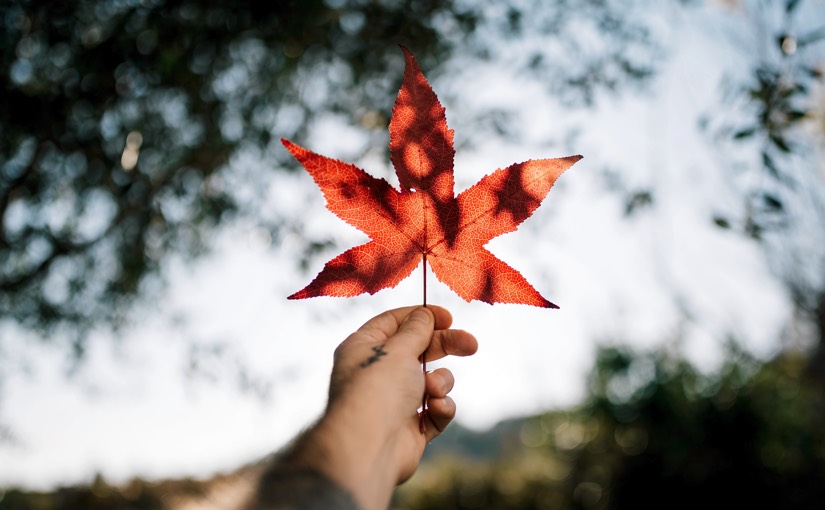 Canada Maple Leaf